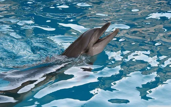 Ocean zavese dolphin zavese Zavese 3D Luksuzni Blackout Okna Zavese Dnevna Soba